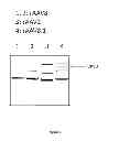Fig. 02 - AAV8 vector with enhanced functional activity and methods of use thereof