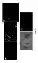 Fig. 23 - Mammalian multipotent stem cells and compositions, methods of preparation and methods of administration thereof