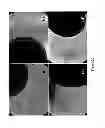 Fig. 30 - Mammalian multipotent stem cells and compositions, methods of preparation and methods of administration thereof