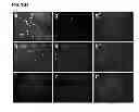 Fig. 07 - Isolation and characterization of progenitor cells from mesothelium