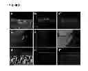 Fig. 09 - Isolation and characterization of progenitor cells from mesothelium