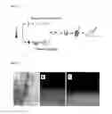 Fig. 03 - Method for producing regenerative organ primordium provided with guide for transplantation, composition containing regenerative organ primordium provided with guide for transplantation produced thereby, and method for transplanting regenerative organ primordium provided with guide for transplantation