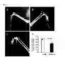 Fig. 09 - COMPOSITIONS AND METHODS FOR TREATING BONE FORMATION DISORDERS
