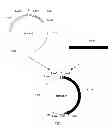 Fig. 02 - Insecticidal protein, gene encoding the same and uses thereof
