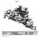 Fig. 06 - HIV-1 V3 mimotopes capable of inducing cross-clade neutralizing antibodies