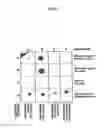 Fig. 07 - HIV-1 V3 mimotopes capable of inducing cross-clade neutralizing antibodies
