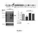 Fig. 07 - Mitigating tissue damage and fibrosis via latent transforming growth factor beta binding protein (LTBP4)