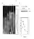 Fig. 02 - Composition comprising expression or activity inhibitors of Ninjurin1 for the prevention and treatment of inflammatory disease