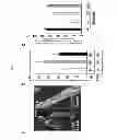 Fig. 08 - Composition comprising expression or activity inhibitors of Ninjurin1 for the prevention and treatment of inflammatory disease