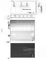 Fig. 09 - Composition comprising expression or activity inhibitors of Ninjurin1 for the prevention and treatment of inflammatory disease