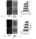 Fig. 28 - Composition comprising expression or activity inhibitors of Ninjurin1 for the prevention and treatment of inflammatory disease