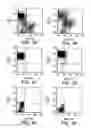 Fig. 07 - Method for treating cancer using an antibody that inhibits notch4 signaling