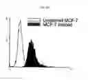 Fig. 32 - Method for treating cancer using an antibody that inhibits notch4 signaling