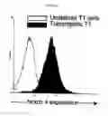 Fig. 40 - Method for treating cancer using an antibody that inhibits notch4 signaling