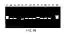 Fig. 16 - Pestivirus species