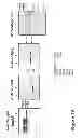 Fig. 02 - HIV/SIV VACCINES FOR THE GENERATION OF MUCOSAL AND SYSTEMIC IMMUNITY