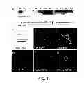 Fig. 09 - Synthetic cell platforms and methods of use thereof