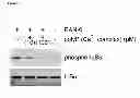 Fig. 09 - FOOD SUPPLEMENT AND INJECTABLE MATERIAL FOR PROPHYLAXIS AND THERAPY OF OSTEOPOROSIS AND OTHER BONE DISEASES