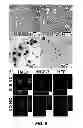 Fig. 09 - REDOX RESPONSIVE POLYMERIC NANOCAPSULES FOR PROTEIN DELIVERY