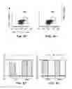 Fig. 07 - MAPKAP kinase-2 as a specific target for blocking proliferation of P53-defective