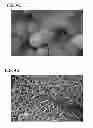 Fig. 06 - Scaffold for tissue regeneration in mammals