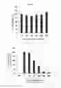 Fig. 02 - Method for preventing or treating an allergic disease using extract from illicium verum