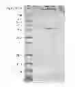Fig. 08 - Reducing agent from microorganism belonging to genus and application for same