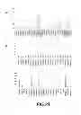 Fig. 22 - Method of detecting nucleic acids, method of optically observing sample and fluorescent substance
