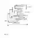 Fig. 09 - Extracellular aldonolactonase