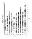 Fig. 02 - Corn Polymorphisms and Methods of Genotyping