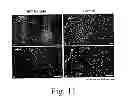 Fig. 09 - Compositions and methods for promoting wound healing and tissue regeneration