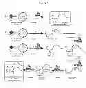 Fig. 02 - Single chain relaxin polypeptides