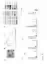 Fig. 02 - Circulating exosomes as diagnostic/prognostic indicators and therapeutic targets of melanoma and other cancers
