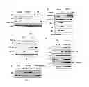 Fig. 06 - Pharmaceutical composition for treating aging-associated diseases, containing progerin expression inhibitor as active ingredient, and screening method of said progerin expression inhibitor