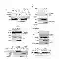 Fig. 07 - Pharmaceutical composition for treating aging-associated diseases, containing progerin expression inhibitor as active ingredient, and screening method of said progerin expression inhibitor