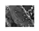 Fig. 01 - Urethane foam molded product and method for producing the same