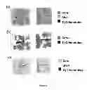 Fig. 03 - Procedure summary of water-based polymer resin doped titanium dioxide nanotubes as application corrosion coating