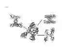 Fig. 06 - AMYLOID-BETA PEPTIDE CRYSTAL STRUCTURE