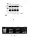 Fig. 02 - Method for extracting IgY (γ-livetin) from egg yolk