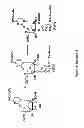 Fig. 07 - Synthesis of deuterated ribo nucleosides, N-protected phosphoramidites, and oligonucleotides
