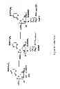 Fig. 07 - Synthesis of deuterated ribo nucleosides N-protected phosphoramidites, and oligonucleotides