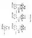 Fig. 08 - Synthesis of deuterated ribo nucleosides N-protected phosphoramidites, and oligonucleotides