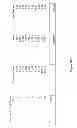 Fig. 44 - Synthesis of deuterated ribo nucleosides N-protected phosphoramidites, and oligonucleotides