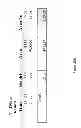 Fig. 65 - Synthesis of deuterated ribo nucleosides N-protected phosphoramidites, and oligonucleotides