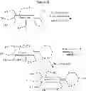 Fig. 06 - Method for preparing branched functionalized polymers using branched polyol cores