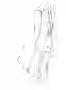 Fig. 08 - Orthopedic brace for animals