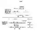 Fig. 02 - Genetically Modified Rat Models for Obesity and Diabetes