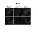 Fig. 06 - Genetically Modified Rat Models for Obesity and Diabetes