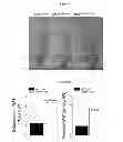 Fig. 09 - Genetically Modified Rat Models for Obesity and Diabetes