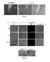 Fig. 02 - COMPOSITIONS AND METHODS FOR IDENTIFYING VIRULENCE FACTORS AND ANTI-FUNGAL AGENTS